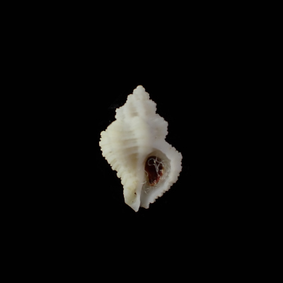 Coralliophila nux