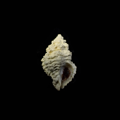 Coralliophila nux