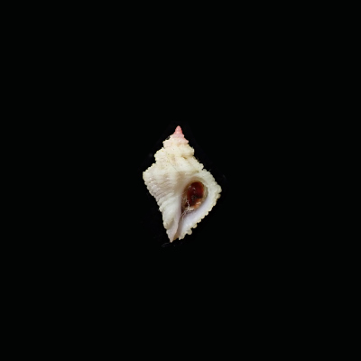 Coralliophila pulchella