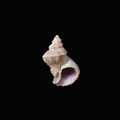 Coralliophila pulchella
