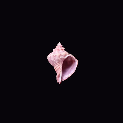 Coralliophila pulchella