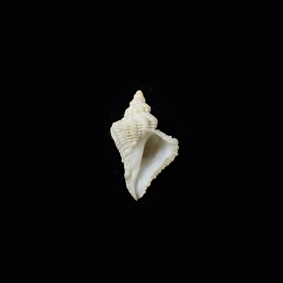 Coralliophila pulchella