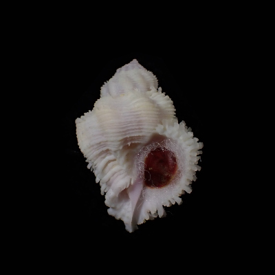 Coralliophila bulbiformis