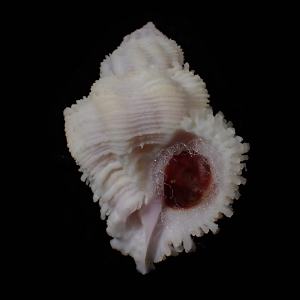 Coralliophila bulbiformis