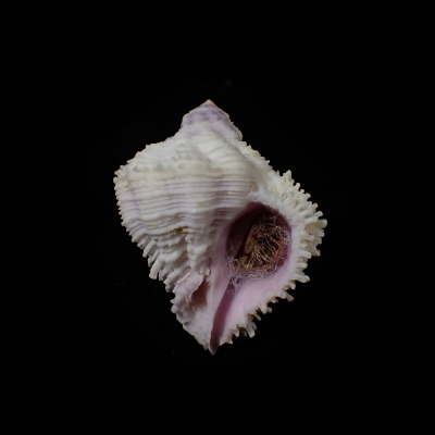Coralliophila bulbiformis