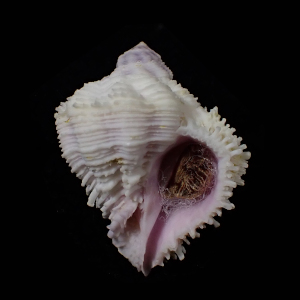 Coralliophila bulbiformis