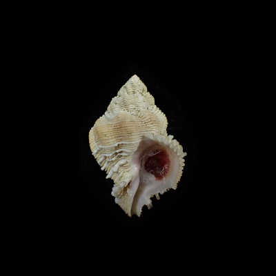 Coralliophila bulbiformis