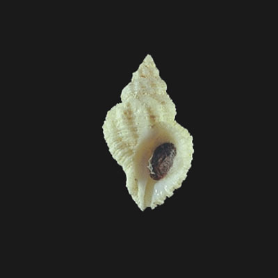 Coralliophila aberrans