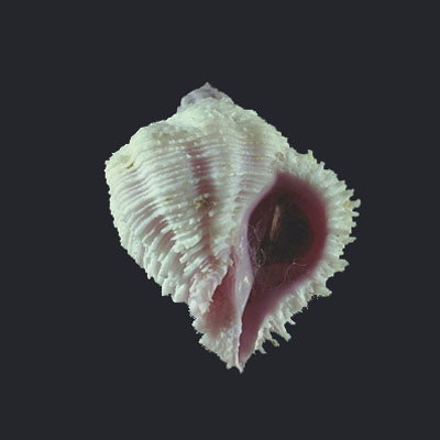 Coralliophila bulbiformis