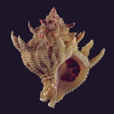 Babelomurex cariniferoides 
gKJZ