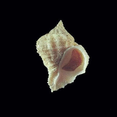 Coralliophila caroleae