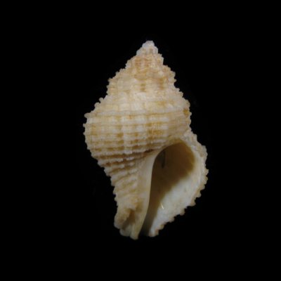 Coralliophila kraemmeri