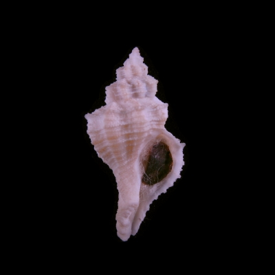 Coralliophila orcuttiana