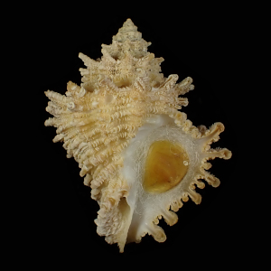 Babelomurex gilli