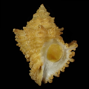 Babelomurex gilli
