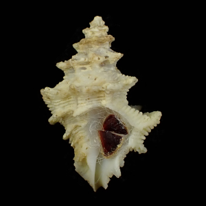 Babelomurex hindsi