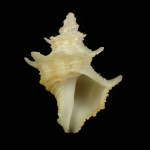 Babelomurex hindsi