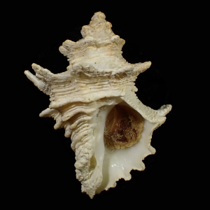 Babelomurex oldroydi
