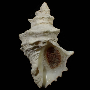 Babelomurex oldroydi