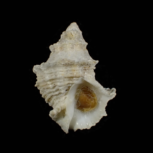 Babelomurex bozzettii