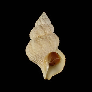 Coralliophila abnormis