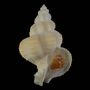 Coralliophila abnormis