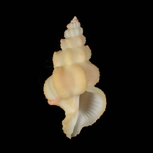Coralliophila abnormis
