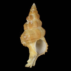 Coralliophila abnormis