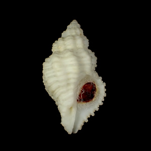 Coralliophila aberrans