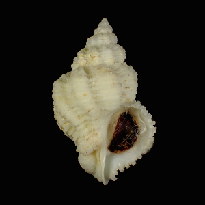 Coralliophila aberrans
