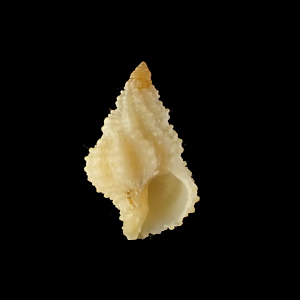 Coralliophila amirantium