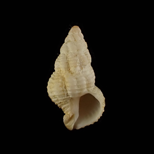 Coralliophila amirantium