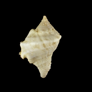 Rhizochilus antipathum