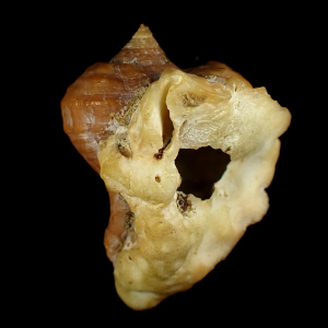 Rhizochilus antipathum