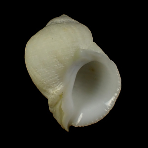 Coralliophila arabica
