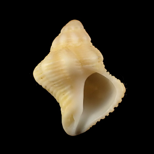 Mipus arbutum