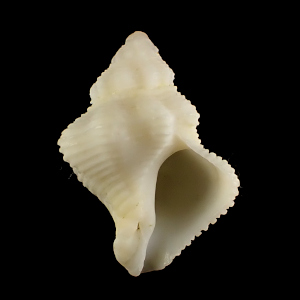 Mipus arbutum