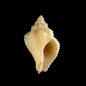 Coralliophila atlantica