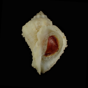 Coralliophila brevis