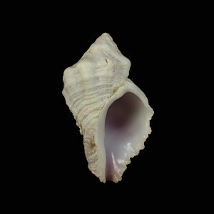 Coralliophila caribaea