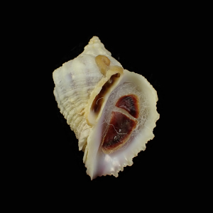 Coralliophila caribaea
