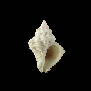 Coralliophila carnosa