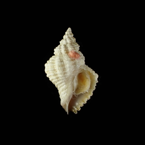 Coralliophila carnosa
