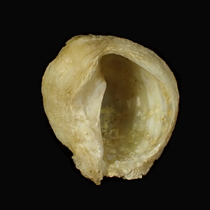 Coralliophila cumingii