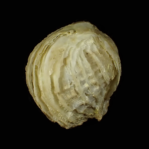 Coralliophila cumingii