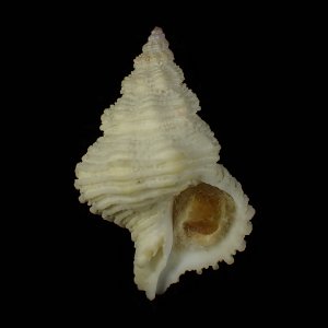 Mipus crebrilamellosus