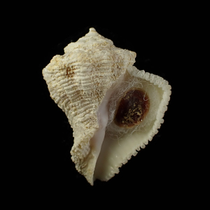 Coralliophila confusa