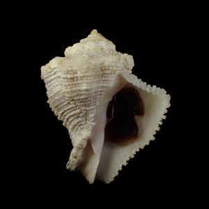 Coralliophila confusa