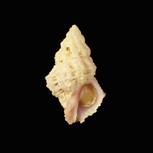 Coralliophila curta