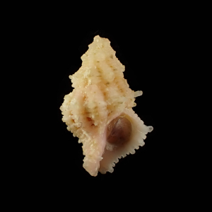 Coralliophila curta